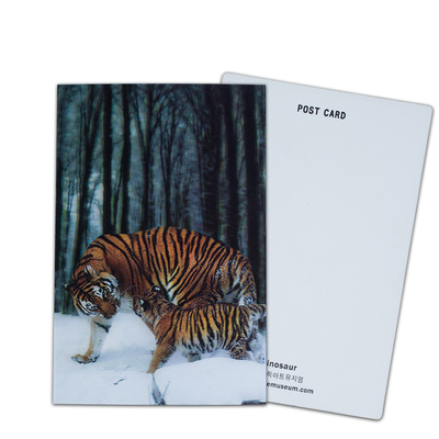 Ours brun en Alaska Carte lenticulaire Souvenir Carte cadeau pour les touristes Cartes postales 3D