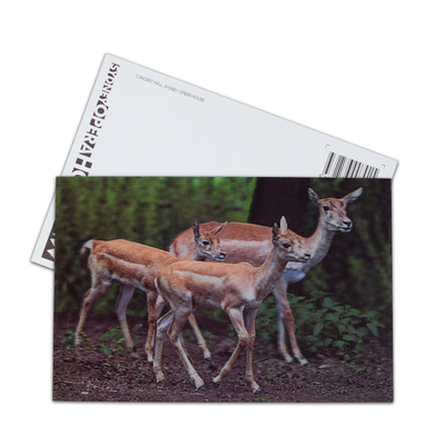 Ours brun en Alaska Carte lenticulaire Souvenir Carte cadeau pour les touristes Cartes postales 3D