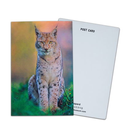 Ours brun en Alaska Carte lenticulaire Souvenir Carte cadeau pour les touristes Cartes postales 3D
