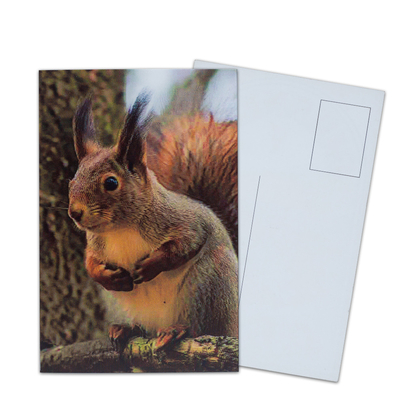 Impression de cartes postales lenticulaires Toucan Animaux sauvages Carte postale 3D Pour le parc zoologique Sealifes