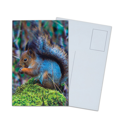 Impression de cartes postales lenticulaires Toucan Animaux sauvages Carte postale 3D Pour le parc zoologique Sealifes