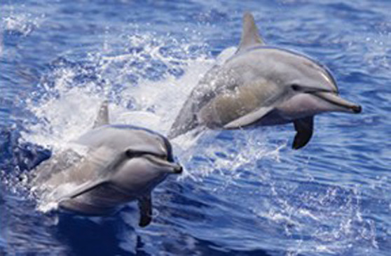 Des animaux marins, des dauphins, des tortues, des requins, des lenticules, des cartes en 3D, des souvenirs, des cartes cadeaux.