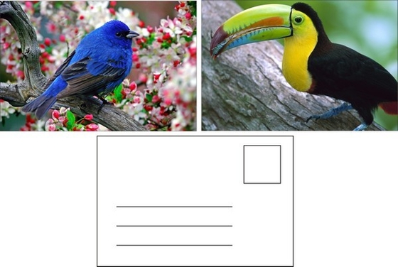 Impression de cartes postales lenticulaires Toucan Animaux sauvages Carte postale 3D Pour le parc zoologique Sealifes