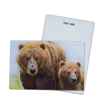 Ours brun en Alaska Carte lenticulaire Souvenir Carte cadeau pour les touristes Cartes postales 3D